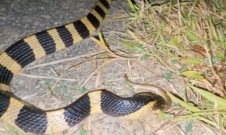 Thot tim 3 loai ran cuc doc o Viet Nam-Hinh-9