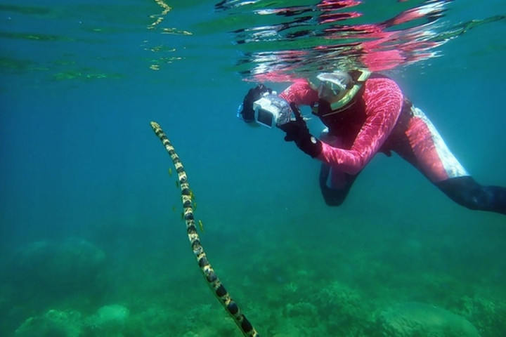 Thot tim 3 loai ran cuc doc o Viet Nam