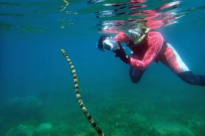 Thot tim 3 loai ran cuc doc o Viet Nam