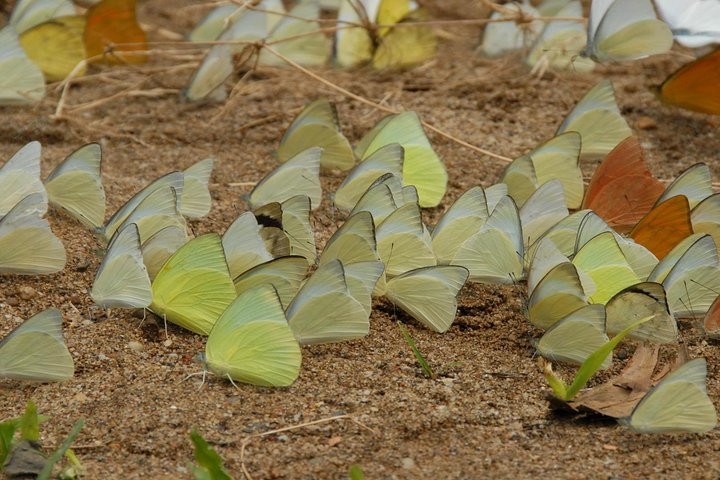 VQG Cuc Phuong hang dau chau A dep ky ao tren bao nuoc ngoai-Hinh-8