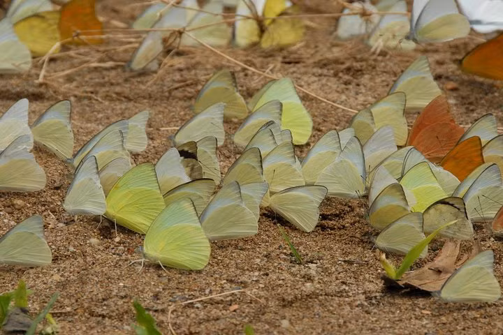 VQG Cuc Phuong hang dau chau A dep ky ao tren bao nuoc ngoai-Hinh-8