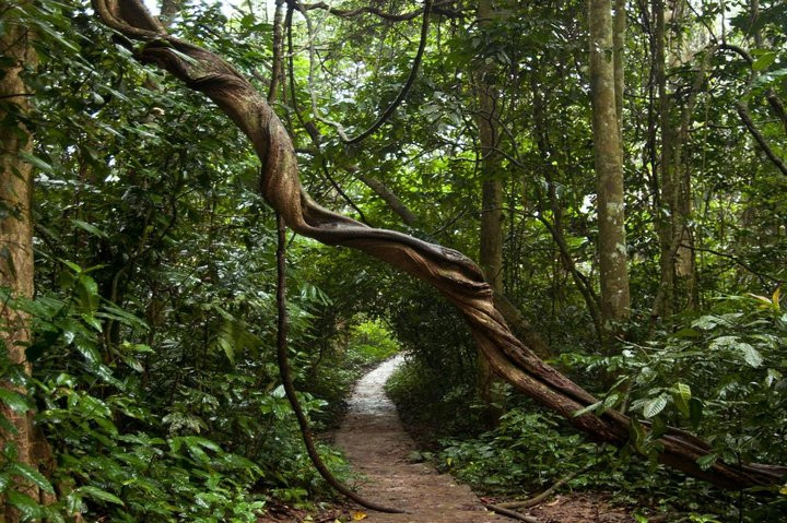 VQG Cuc Phuong hang dau chau A dep ky ao tren bao nuoc ngoai-Hinh-4