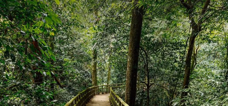 VQG Cuc Phuong hang dau chau A dep ky ao tren bao nuoc ngoai-Hinh-9