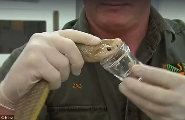 Thot tim loai ran doc nhat the gian, co the giet 100 nguoi cung luc-Hinh-4