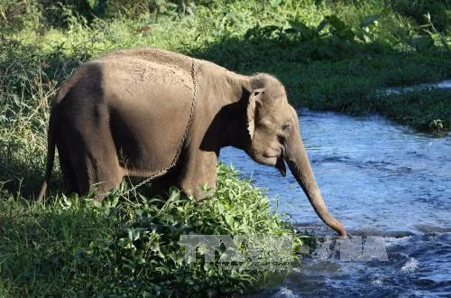 Voi Rốk quý hiếm sao Đắk Lắk lên phương án bảo tồn gấp? - Hình 10 Voi Rok quy hiem sao Dak Lak len phuong an bao ton gap?-Hinh-10