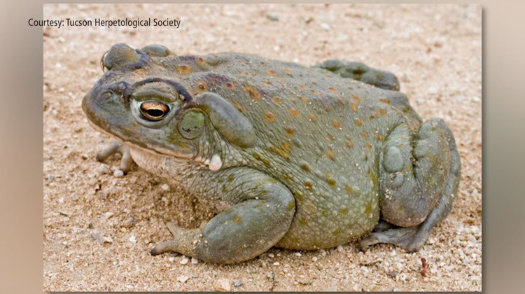 Giat minh coc quai vat giet chet cho nha chi voi mot vet can-Hinh-5