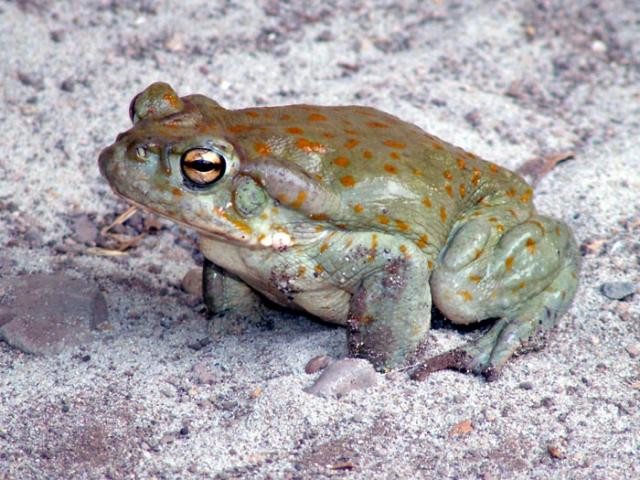 Giat minh coc quai vat giet chet cho nha chi voi mot vet can-Hinh-8