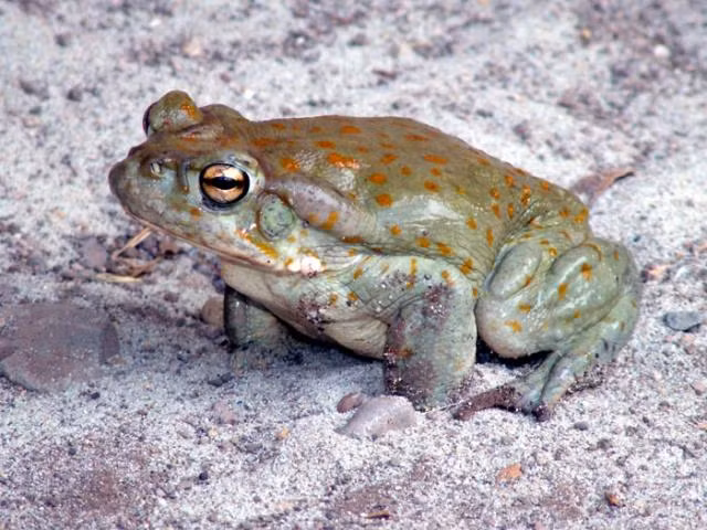 Giat minh coc quai vat giet chet cho nha chi voi mot vet can-Hinh-8