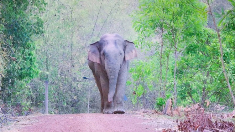Phat hien voi con chet duoi gieng o Dong Nai... loai cuc nguy cap-Hinh-5