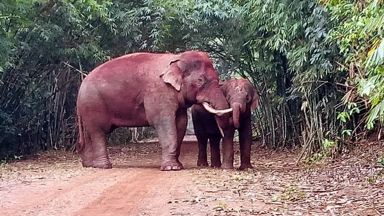 Phat hien voi con chet duoi gieng o Dong Nai... loai cuc nguy cap-Hinh-6