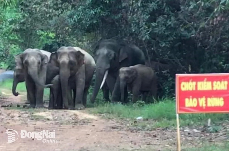 Phat hien voi con chet duoi gieng o Dong Nai... loai cuc nguy cap-Hinh-3