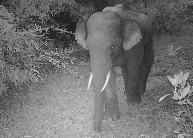 Phat hien voi con chet duoi gieng o Dong Nai... loai cuc nguy cap-Hinh-7