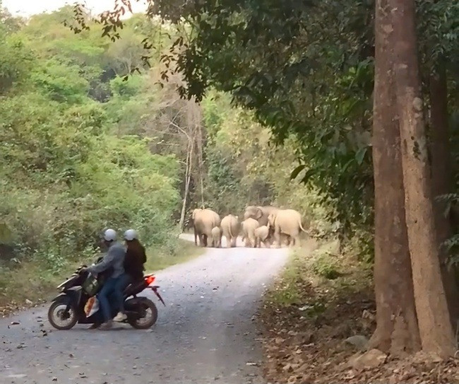 Phat hien voi con chet duoi gieng o Dong Nai... loai cuc nguy cap-Hinh-4