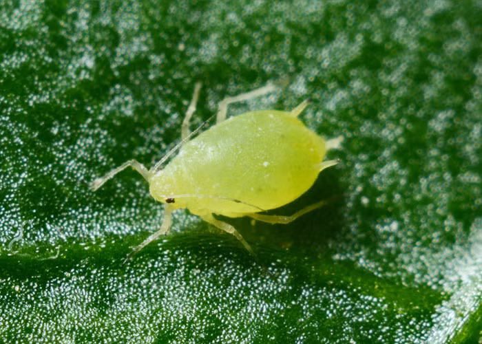 Kieu de con doc di cua dong vat, loai nguoi tron mat kinh ngac-Hinh-4