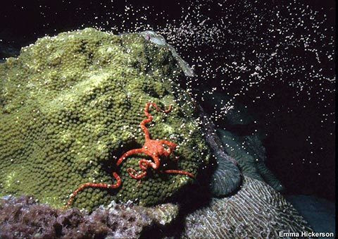 Kieu de con doc di cua dong vat, loai nguoi tron mat kinh ngac-Hinh-9