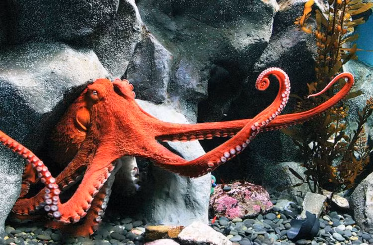 Kieu de con doc di cua dong vat, loai nguoi tron mat kinh ngac-Hinh-8