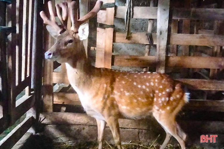 Tan muc con huou moc 3 sung, 6 nhanh co 1-0-2 o Viet Nam