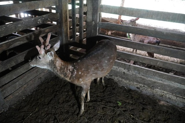 Tan muc con huou moc 3 sung, 6 nhanh co 1-0-2 o Viet Nam-Hinh-2