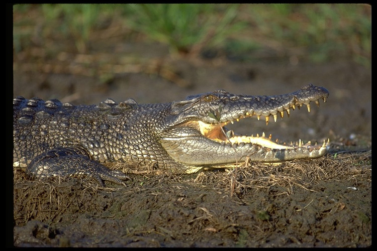 Tiec hui hui 5 loai dong vat quy hon vang tuyet chung tai Viet Nam-Hinh-8
