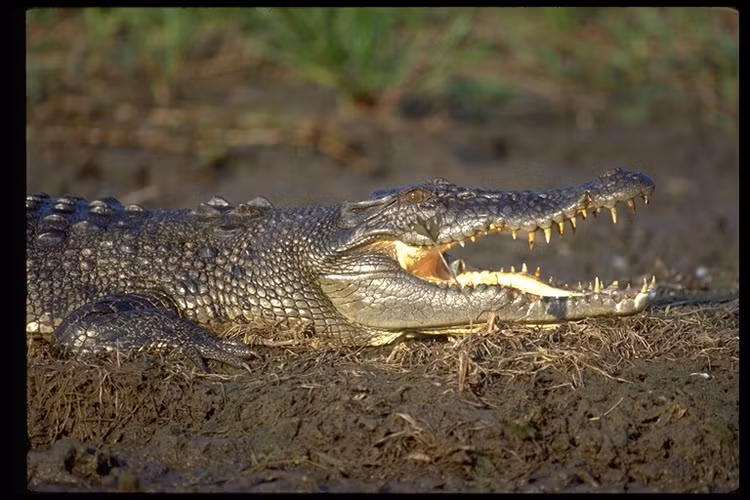 Tiec hui hui 5 loai dong vat quy hon vang tuyet chung tai Viet Nam-Hinh-8