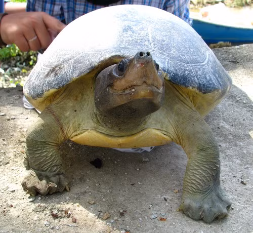 Tiec hui hui 5 loai dong vat quy hon vang tuyet chung tai Viet Nam-Hinh-6