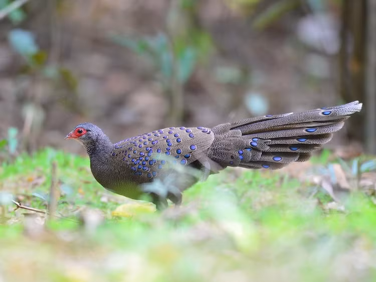 Dat bay anh, phat hien dong vat 
