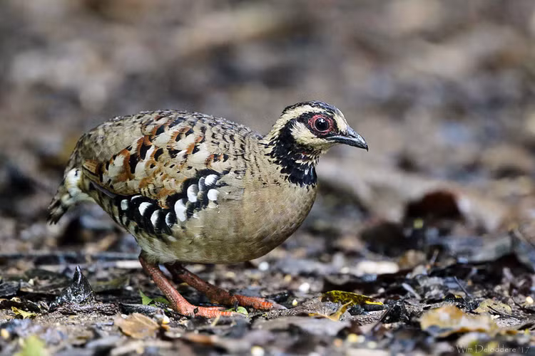 Dat bay anh, phat hien dong vat 