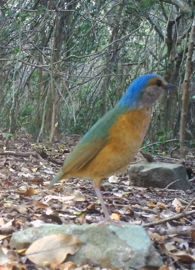 Dat bay anh, phat hien dong vat 