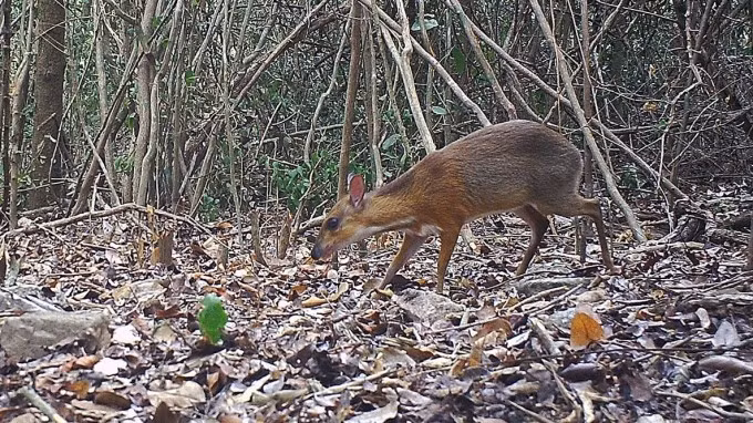 Dat bay anh, phat hien dong vat 