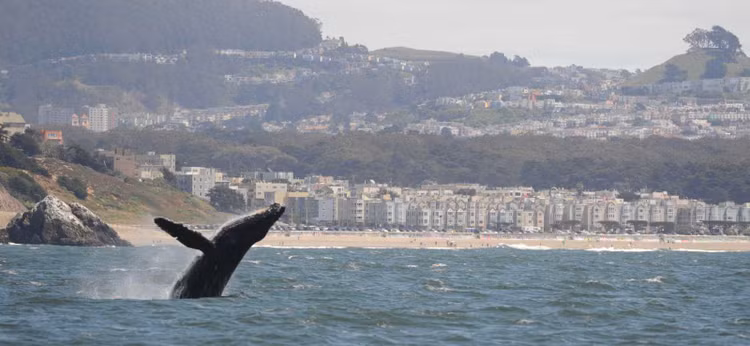 Ca voi lung gu nuot, nha nguoi cheo thuyen, chuyen gia giai ma sao?-Hinh-5