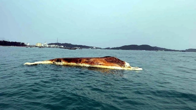 Ca Ong 50kg va loat ca voi khung tung dat bo bien Viet Nam-Hinh-6