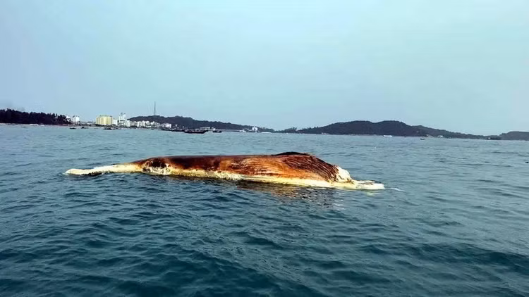 Ca Ong 50kg va loat ca voi khung tung dat bo bien Viet Nam-Hinh-6