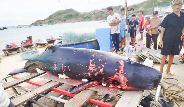 Ca Ong 50kg va loat ca voi khung tung dat bo bien Viet Nam-Hinh-4