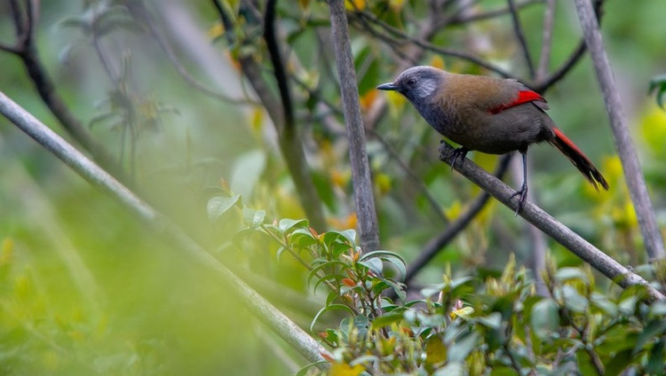 Loai chim cuc quy hiem o Viet Nam, the gioi khat khao so huu-Hinh-3