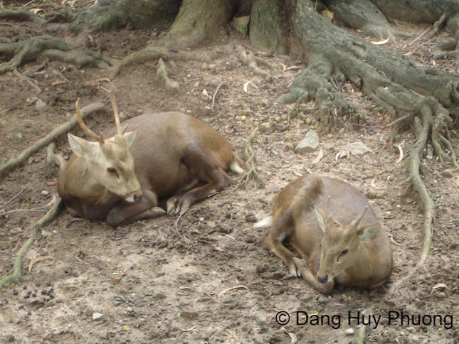 Tiec hui hui huou vang Viet Nam nghi tuyet chung sau 25 nam mat tich