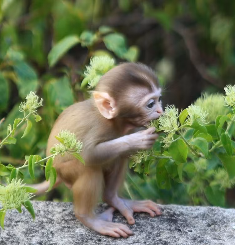 Khi vang vua duoc nguoi Hue giao nop... loai 