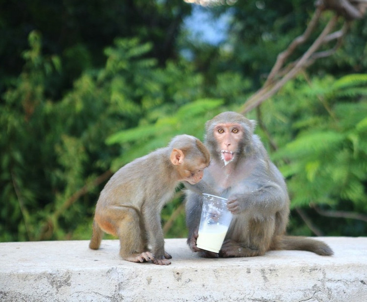 Khi vang vua duoc nguoi Hue giao nop... loai 