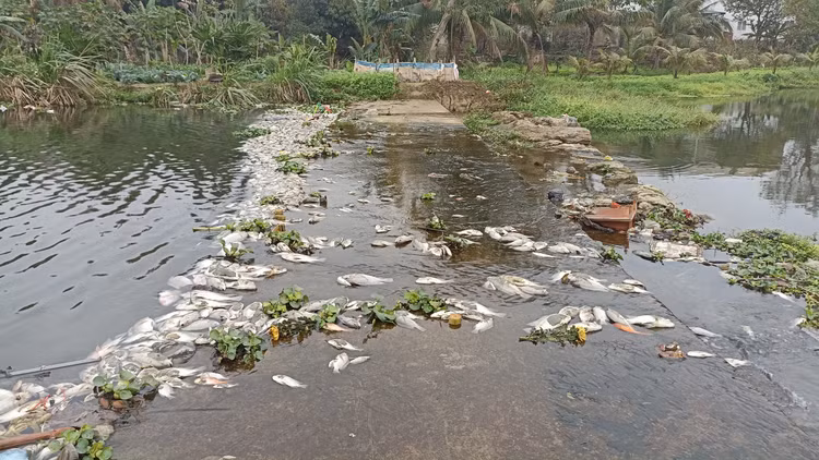 Hàng tấn cá rô phi, cá chép, cá chuối, cá mương và một số loài thủy sản khác đã bị chết và được cơ quan chức năng vớt lên tiêu hủy. Hàng tấn cá rô phi, cá chép, cá chuối, cá mương và một số loài thủy sản khác đã bị chết và được cơ quan chức năng vớt lên tiêu hủy.