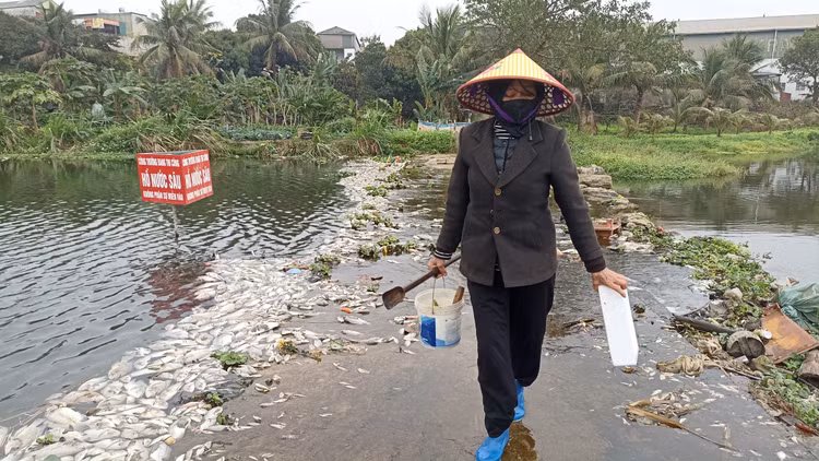 Từ kết quả kiểm tra, phân tích trên, Sở Nông nghiệp và Môi trường tỉnh Thanh Hóa xác định nguyên nhân các loài thủy sản tự nhiên trên suối Cổ Đam chết là do nguồn nước bị ô nhiễm. Từ kết quả kiểm tra, phân tích trên, Sở Nông nghiệp và Môi trường tỉnh Thanh Hóa xác định nguyên nhân các loài thủy sản tự nhiên trên suối Cổ Đam chết là do nguồn nước bị ô nhiễm.