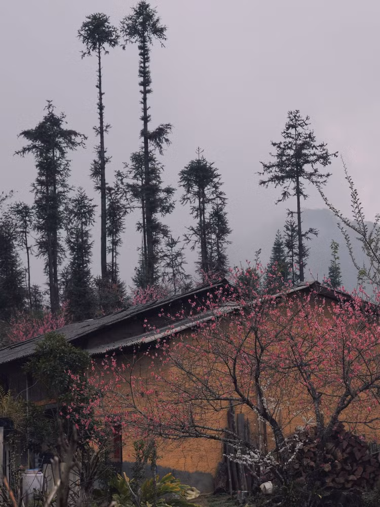 mua-hoa-cao-ma6.jpg