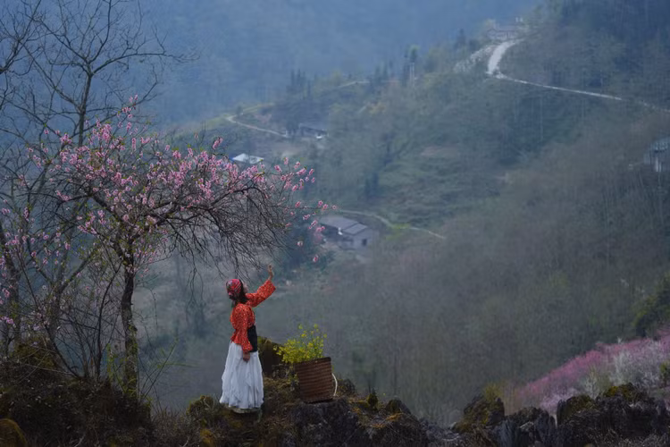 mua-hoa-cao-ma1.jpg
