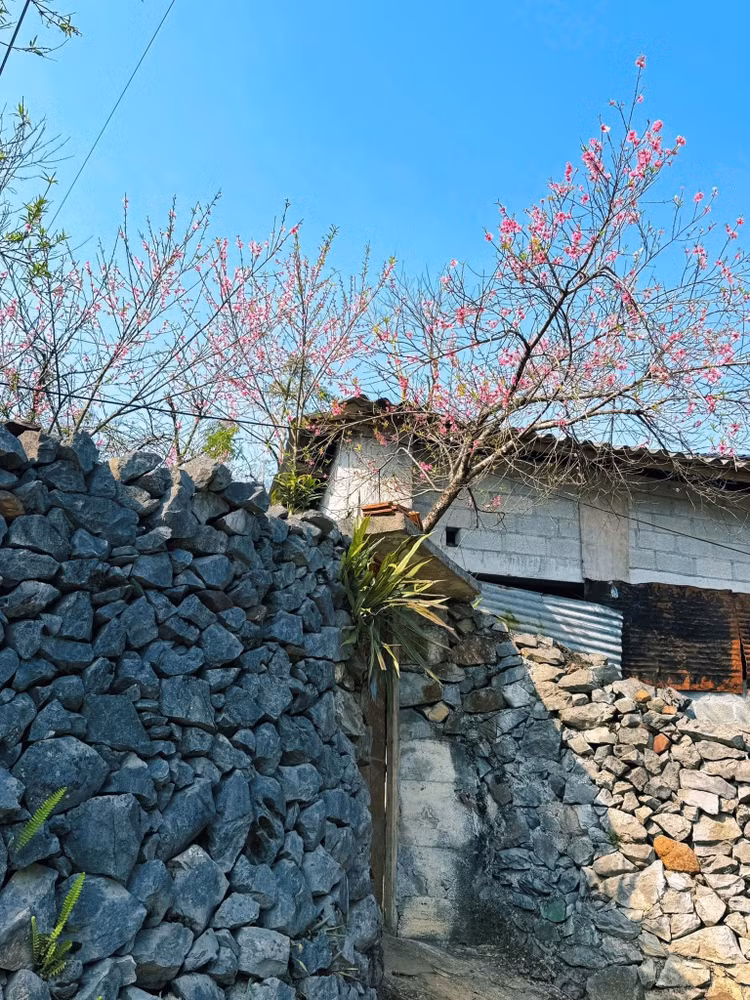 mua-hoa-cao-ma7.jpg