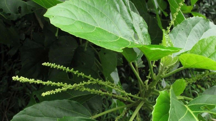 Suy hô hấp, tan máu cấp vì dùng lá lộc mại chữa táo bón - Ảnh minh hoạ