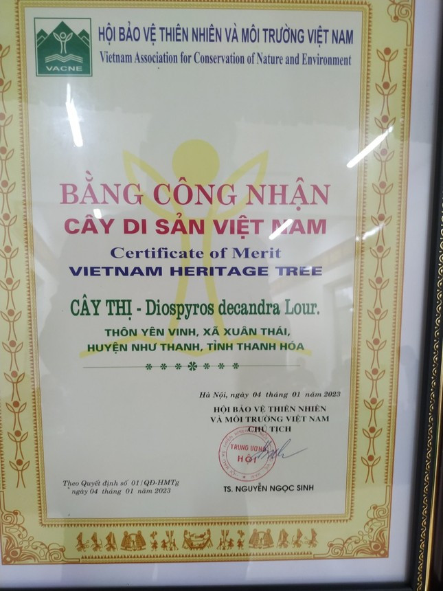 Ngày 4/1, Hội Bảo vệ Thiên nhiên và Môi trường Việt Nam đã ra quyết định công nhận và cấp bằng Cây di sản Việt Nam cho cây thị, thôn Yên Vinh xã Xuân Thái, huyện Như Thanh. Ngày 4/1, Hội Bảo vệ Thiên nhiên và Môi trường Việt Nam đã ra quyết định công nhận và cấp bằng Cây di sản Việt Nam cho cây thị, thôn Yên Vinh xã Xuân Thái, huyện Như Thanh.