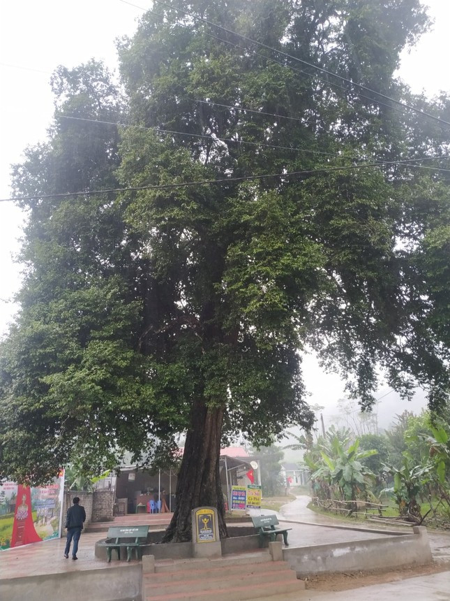 Cây cổ thụ đã được xác định có tuổi đời hơn 300 năm. Cây có chiều cao 21,5 m, đường kính thân 1,86 m, chu vi gốc cây ở vị trí sát mặt đất là 7,06 m. Cây cổ thụ đã được xác định có tuổi đời hơn 300 năm. Cây có chiều cao 21,5 m, đường kính thân 1,86 m, chu vi gốc cây ở vị trí sát mặt đất là 7,06 m.