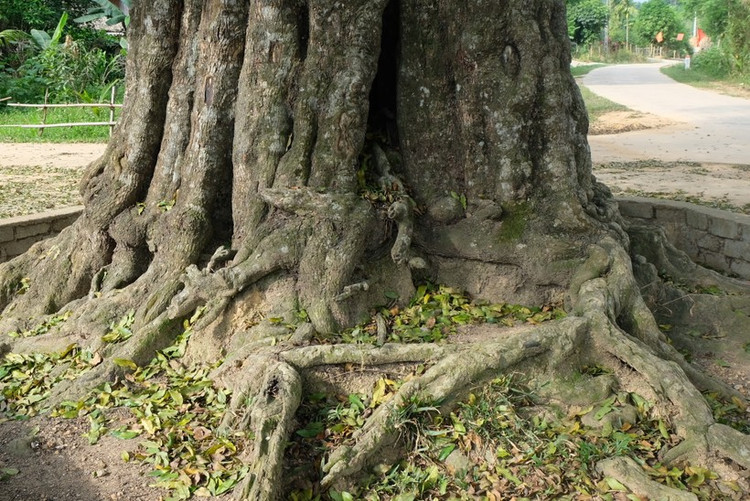 Không chỉ là di sản của quốc gia, cây thị còn có ý nghĩa quan trọng trong việc bảo tồn nguồn gen, sinh thái môi trường, cũng như gắn liền với những giá trị về văn hóa, lịch sử, giá trị về tinh thần, tâm linh của đồng bào dân tộc Thái địa phương. Không chỉ là di sản của quốc gia, cây thị còn có ý nghĩa quan trọng trong việc bảo tồn nguồn gen, sinh thái môi trường, cũng như gắn liền với những giá trị về văn hóa, lịch sử, giá trị về tinh thần, tâm linh của đồng bào dân tộc Thái địa phương.
