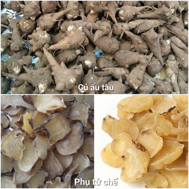 Củ ấu tàu - Ảnh BVCC