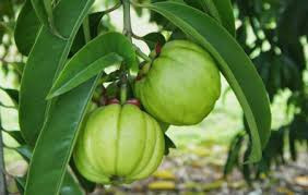 Loại quả có trong thành phần thuốc giảm cân