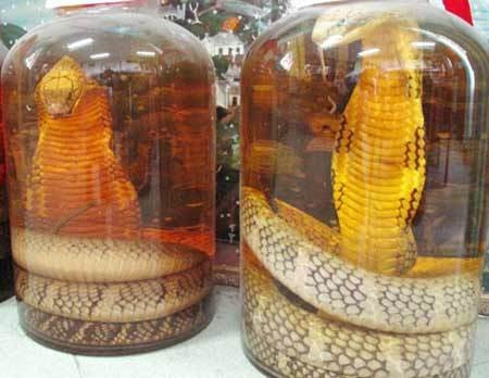 Rượu rắn, cao xương rắn giúp cường dương, trị xương khớp? - Ảnh minh họa