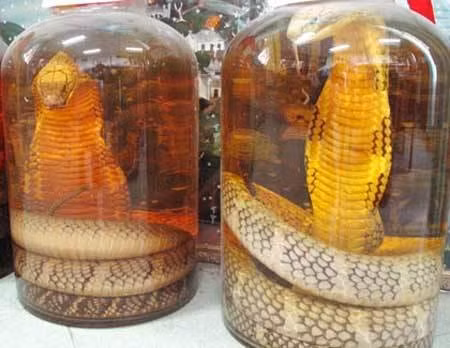 Rượu rắn, cao xương rắn giúp cường dương, trị xương khớp? - Ảnh minh họa